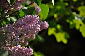 De veelzijdige schoonheid van de sering: alles wat je moet weten